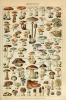 Mushrooms ID Chart 24x36 Poster cover image