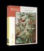Ernst Haeckel Jigsaw Puzzle: Hummingbirds (300 pcs) cover image